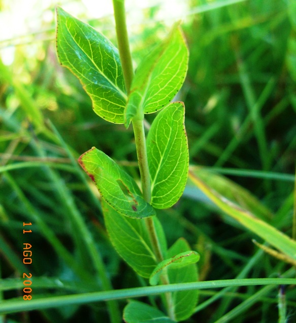 Hypericum richieri